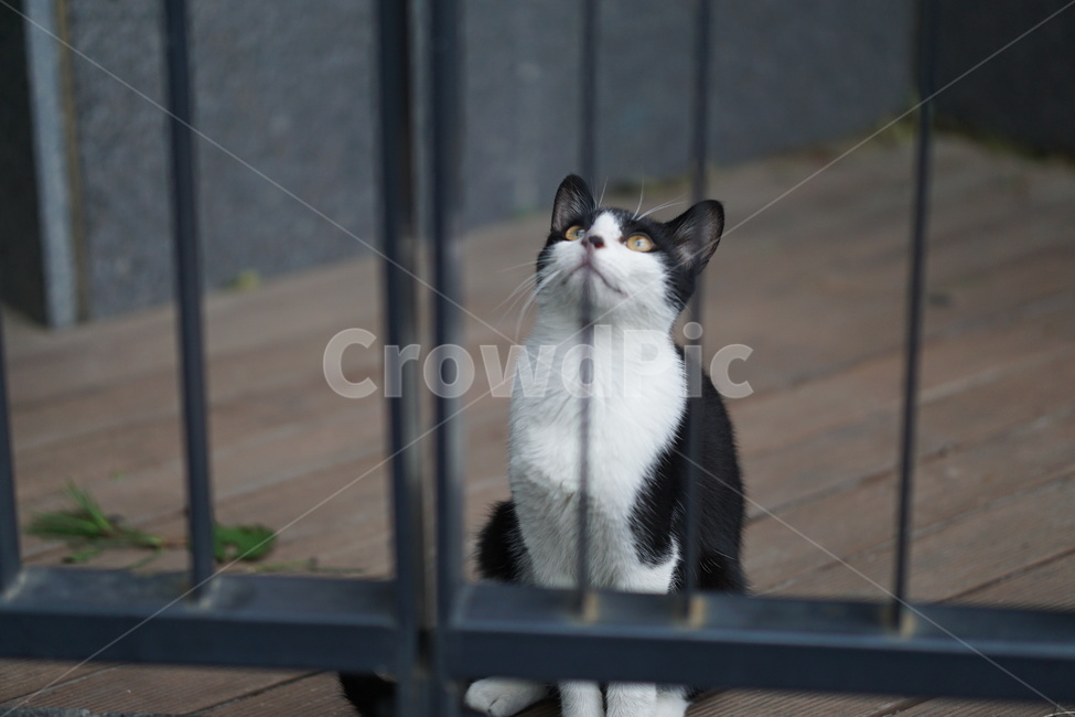 고양이,얼룩이,동물,포유류,펫,애완동물,눈동자,산책,길거리,동물,animal,포유류,mammal,고양이,cat,kitten,kitty