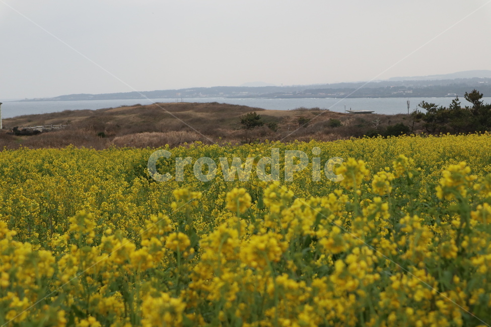 제주도,봄,유채꽃,따뜻함,꽃,섭지코지,옥외,outdoors,자연,nature,들,field,grassland,식물,자연,plants,nature,꽃,flower