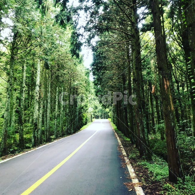 제주,천왕사,숲길,나무,힐링,자연,풍경,nature,landscape,식물,plants,나무,trees,wood,road,도로