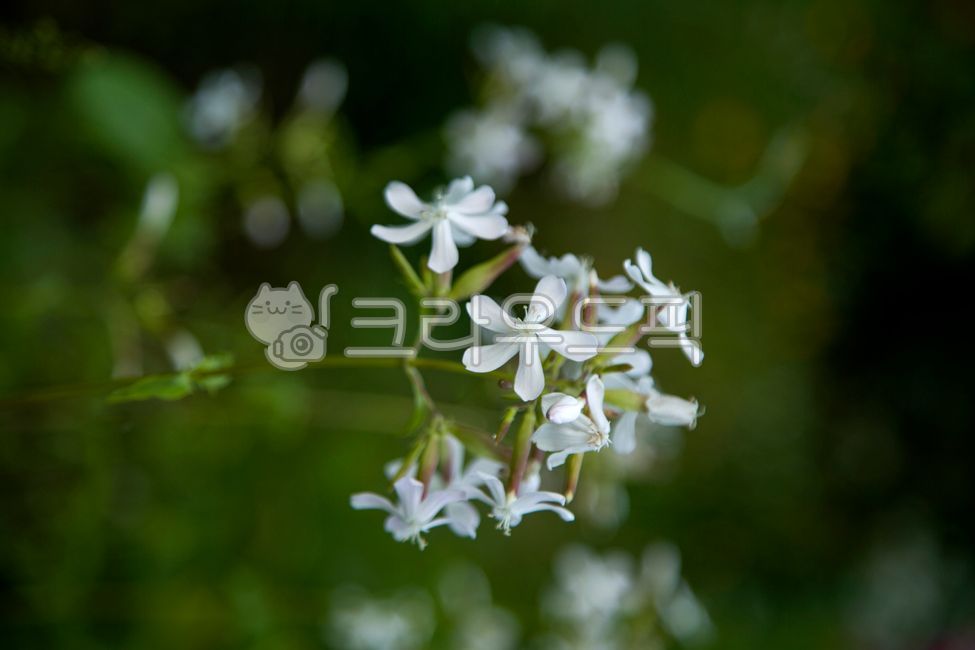 꽃,비누풀,거품장구채,plant,flower