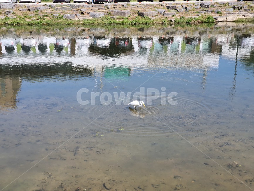 동물,animal,bird,새,waterfowl,물새,동물,animal,조류,새,birds