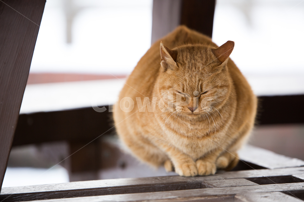 고양이,동물,나무,wood,갈색,동물,animal,포유류,mammal,고양이,cat,kitten,kitty