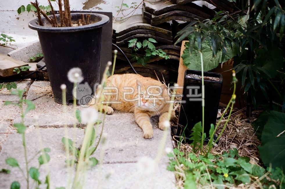 고양이,치즈태비,노란고양이,코리안숏헤어,코숏,길냥이,동물,animal,포유류,mammal,고양이,cat,kitten,kitty