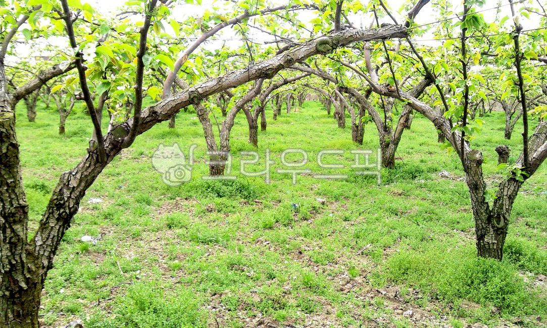 Rural,spring,orchard,fruit tree,crops,pear tree