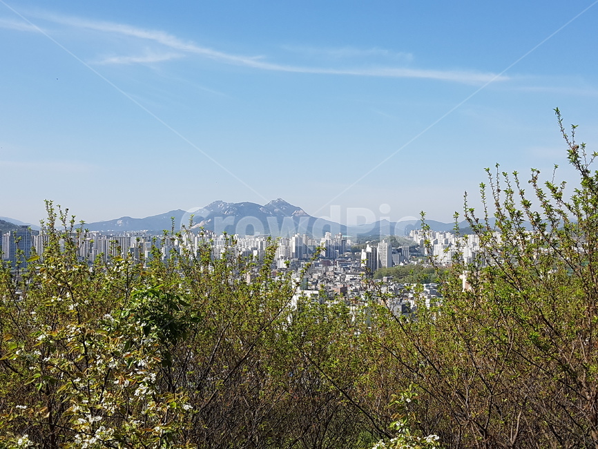나무,봄,파란하늘,푸른나무,산,도시,풍경,city,landscape,nature,자연,outdoors,옥외,mountain,mountain range,산맥
