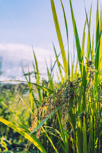 벼,쌀,plant,식물,grass,잔디,vegetation,초목,식물,자연,plants,nature,산업,industry,industrial,농업,농사,agriculture,farming,farming industry