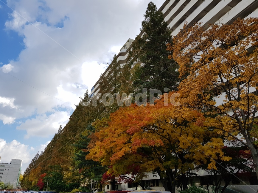 가을,아파트,단풍,나무,계절,가을,계절,fall,autumn,season,도시,풍경,city,landscape,plant,식물,tree