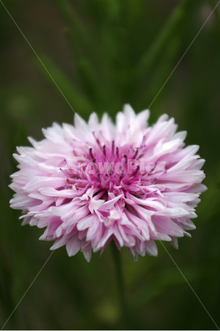 꽃,식물,color,flower,plant,식물,자연,plants,nature,꽃,flower