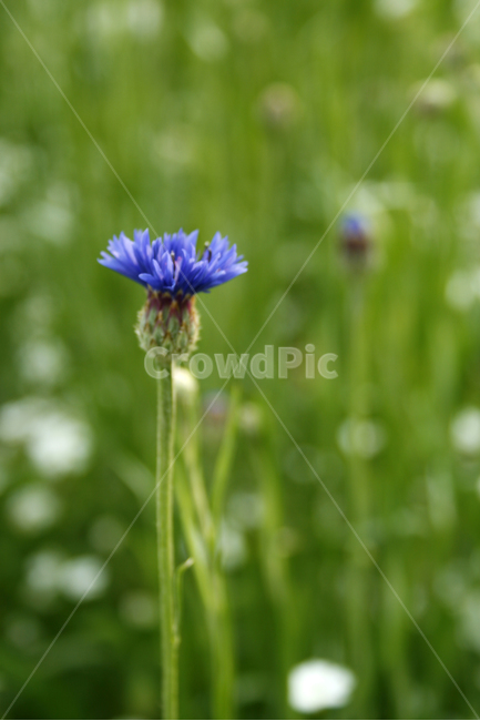 수레국화,식물,flower,plants,nature,꽃,꽃봉오리,꽃밭,식물,자연,plants,nature,꽃,flower