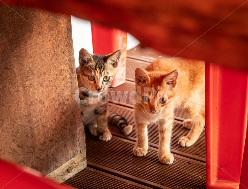 고양이,애완동물,pet,아기고양이,cat,animal,동물,animal,포유류,mammal,고양이,cat,kitten,kitty