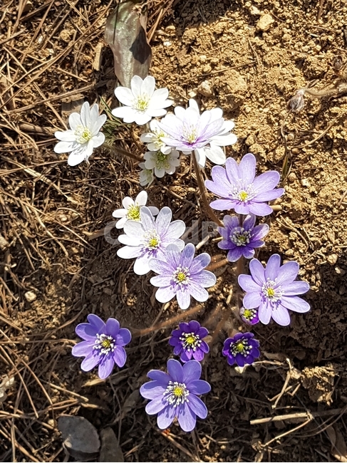 봄꽃,꽃,봄,식물,봄소식,flower