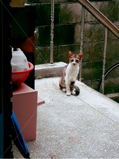 고양이,길냥이,길고양이,시골,cat,alleycat,새끼고양이,동물,animal,포유류,mammal,고양이,cat,kitten,kitty