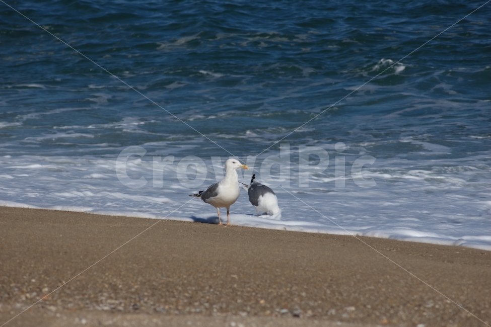 갈매기,바다,새,조류,동물,두마리,gull,해변,해변가,바닷가,해변,바다,beach,sea,동물,animal,조류,새,birds