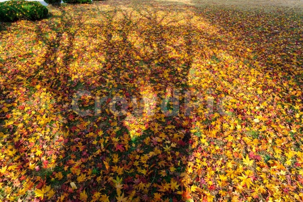 가을,단풍,단풍나무,낙엽,그림자,바람,빛,감성,감성사진,고양시,가을,계절,fall,autumn,season