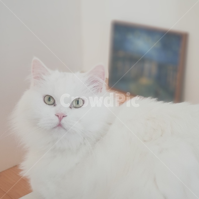 animal,동물,고양이,cat,포유류,mammal,애완동물,pet