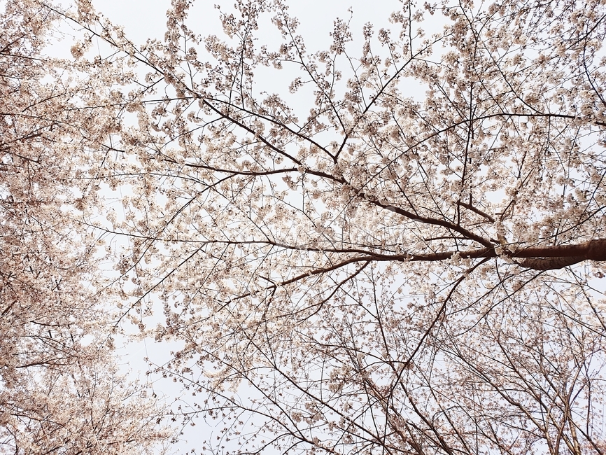 벚꽃,봄,분홍,cherryblossom,꽃,만개,배경화면,wallpaper