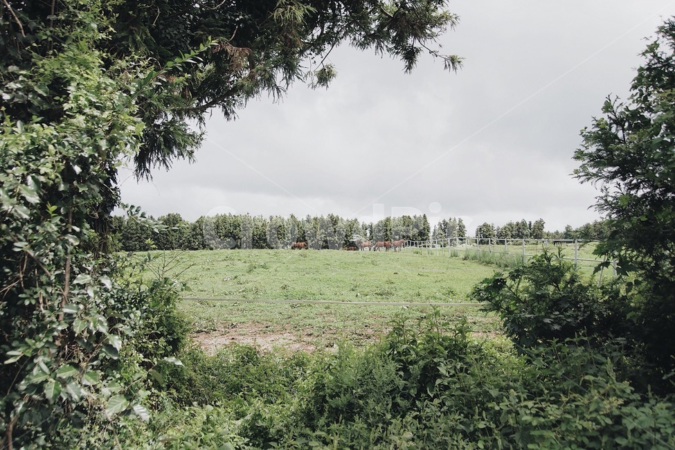 자연,풍경,풀,나무,감성,고요,자연,풍경,nature,landscape,field,들,outdoors,옥외,grassland,목초지