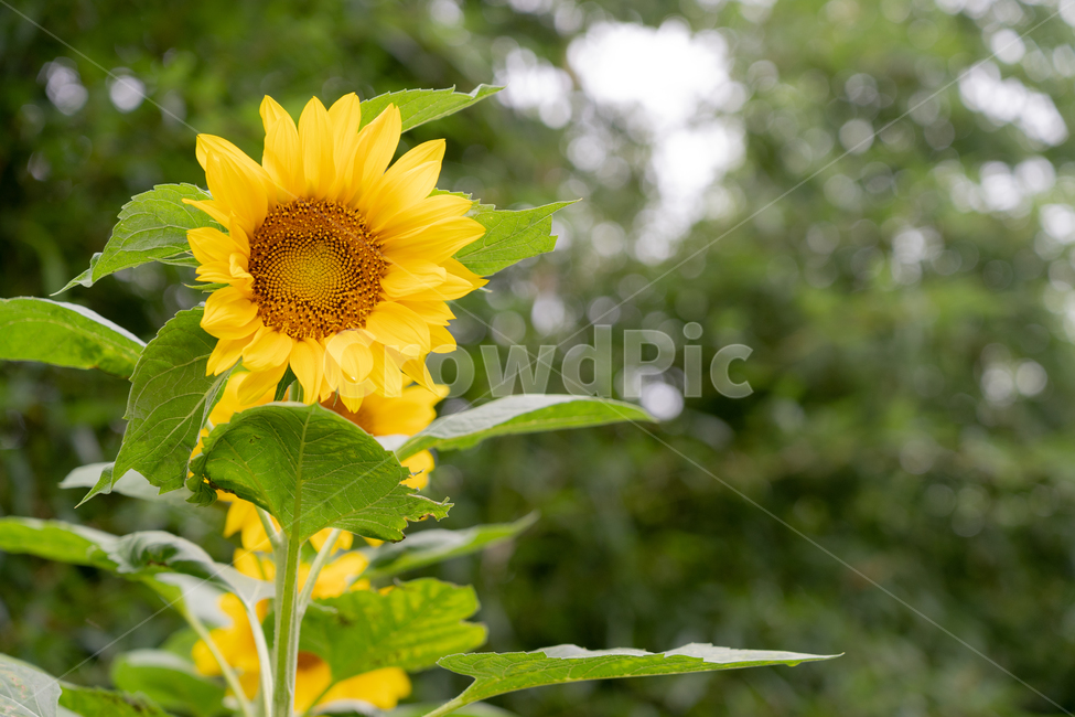 해바라기,여름,노랑,꽃,식물,식물,자연,plants,nature,꽃,flower