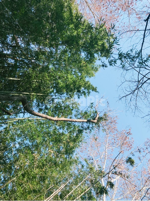 숲,자연,상쾌,피스치톤,초록,녹음,가을,풍경,휴식,자연,풍경,nature,landscape,tree,나무,plant,식물,tree trunk,나무 줄기