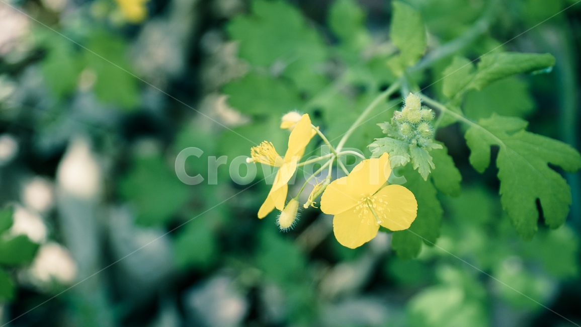 산,초록,꽃,꽃밭,숲속