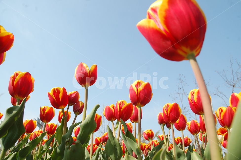 봄,꽃,튤립,예쁜꼿,flower,식물,자연,plants,nature,꽃,flower