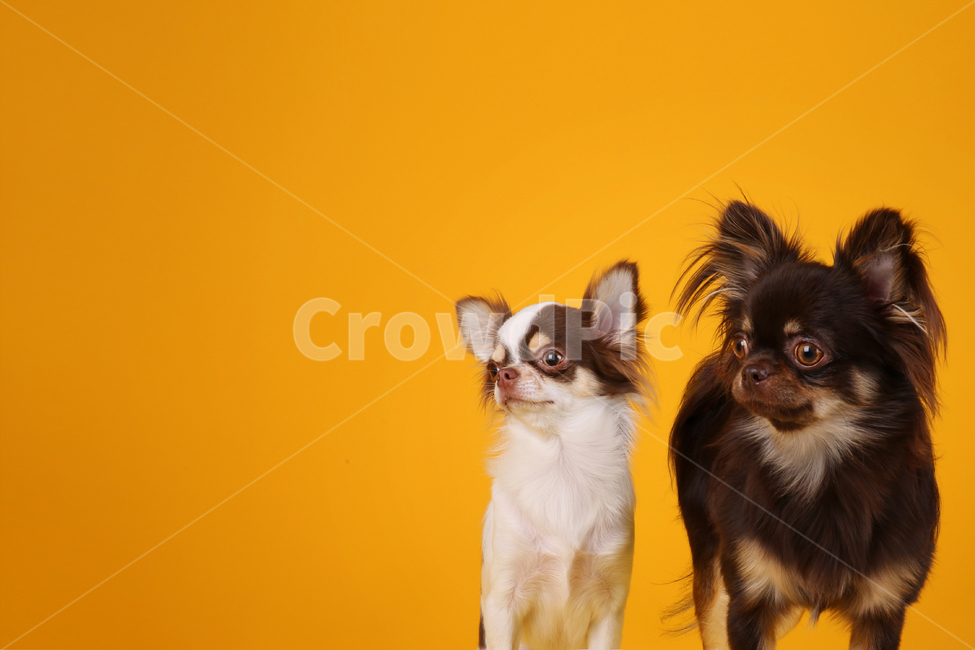 강아지,두마리,개,스튜디오,노란색배경,치와와,장모치와와,yellowbackground,dog,puppy,twodogs,twopuppies,chihuahua,longhairedchihuahua,동물,animal,포유류,mammal,개,강아지,dog,doggy,누끼,remove background