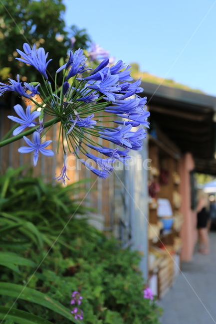 이태리,이탈리아,친퀘테레,마나롤라,cinqueterre,italy,유럽,꽃,flower