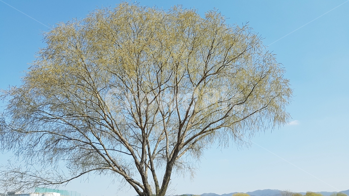봄,나무,하늘,산책,상쾌한,식물,자연,plants,nature,나무,trees,wood
