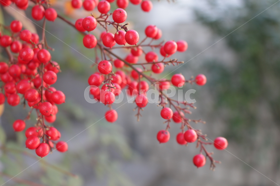 산수유,겨울,열매,식물,가지,단아함,생기있는,설날,붉은,빨강,강함,생명력,과일,열매,fruit