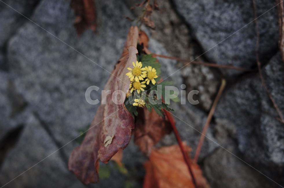 꽃,flower,식물,plant,green,초록,잎,들꽃,yellow,노란,노랑,노란꽃,노랑색,노란색,blossom