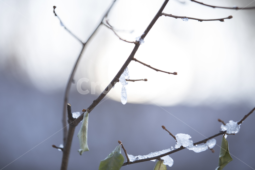 겨울,고드름,icicle,winter,윈터,얼음,해빙,차가움,차가운,겨울,계절,winter,season,식물,자연,plants,nature