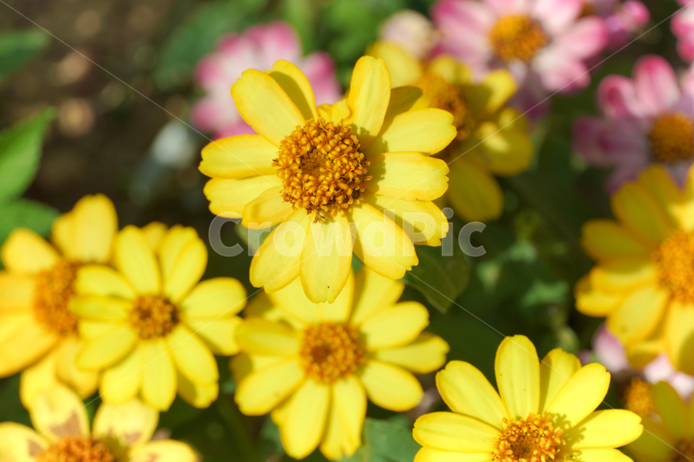 꽃,자연,접사,배경화면,힐링,신선함,안식처,season,plants,nature,flower,sensible,feeling,색깔,색상,색채,색감,colorsense,colorsensitivity,feelingofcolor,감성,평온함,느낌,휴식