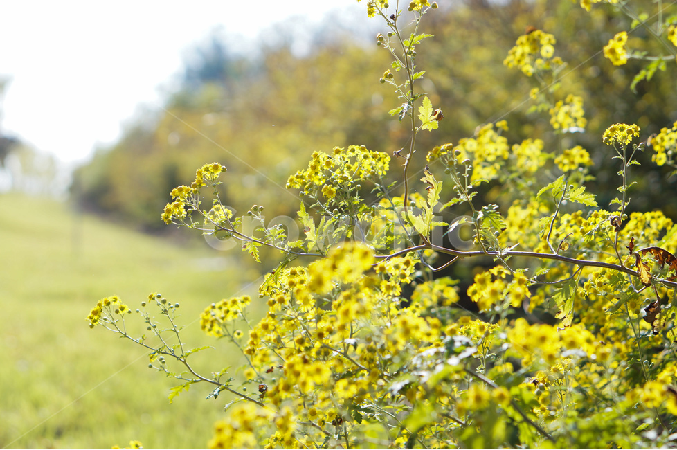 국화,가을,노랑,풍경,꽃,식물,자연,plants,nature,꽃,flower