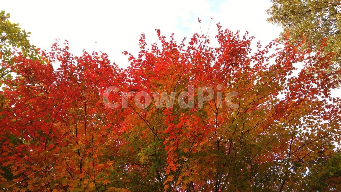 단풍,가을,백합나무,단풍나무,자연,가을,계절,fall,autumn,season,leaf,잎,plant,식물,tree,나무,maple