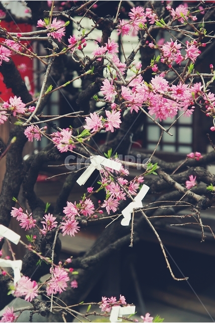 벚꽃,벚나무,cherryblossom,cherry,봄,spring,꽃,flower,분홍,핑크,pink,약속,소원,기도,일본,일본전통,japan,traditional,식물,자연,plants,nature,꽃,flower,감성,sensible,feeling