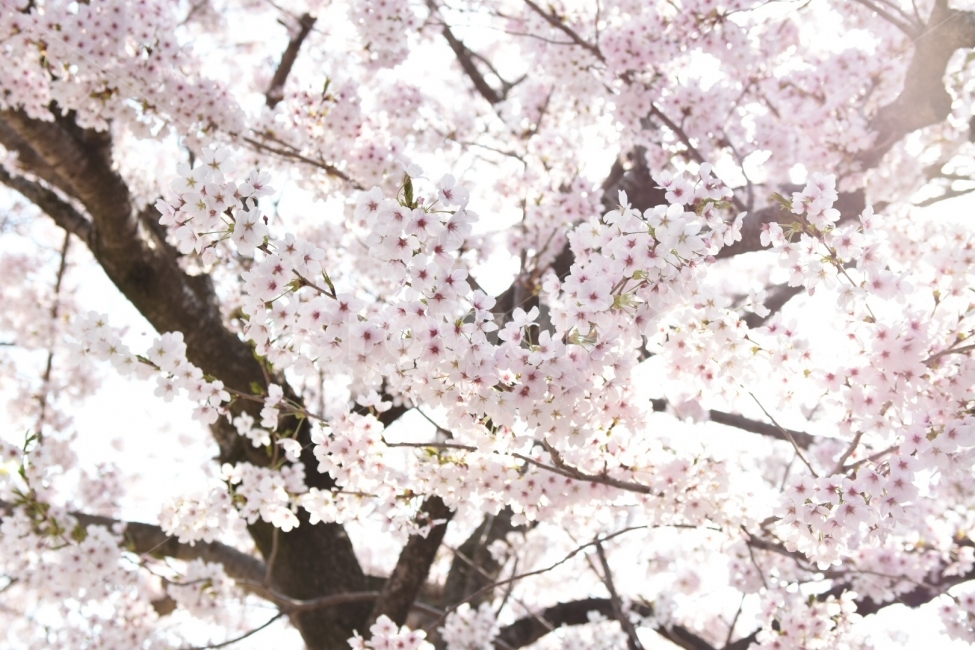 봄,벚꽃,사쿠라,배경,꽃,풍경,봄,계절,spring,season,식물,자연,plants,nature,꽃,flower,plant,blossom