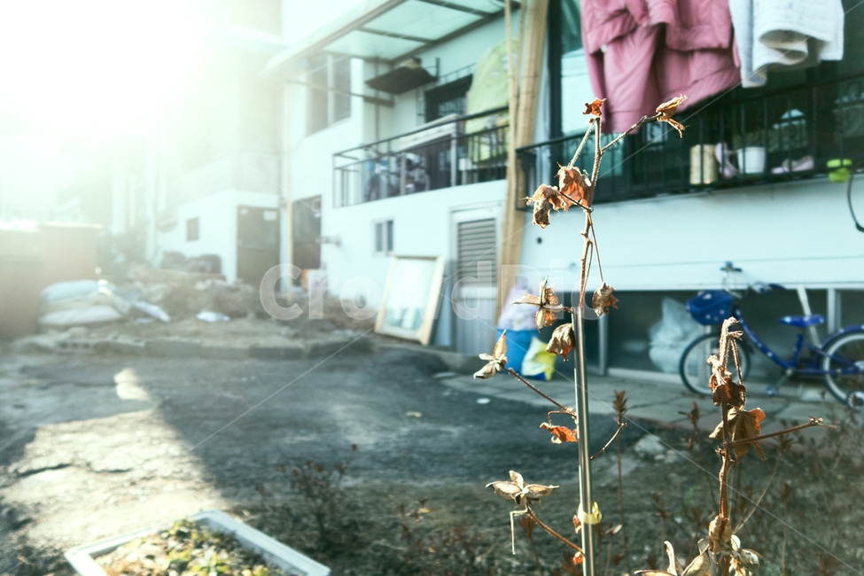 자연,풍경,감성,추억,옛날,옛기억,식물,자연,plants,nature,감성,sensible,feeling