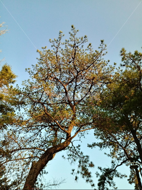 나무,나무줄기,식물,plant,tree,treetrunk,하늘,소나무,적송,식물,자연,plants,nature,나무,trees,wood,파충류,양서류,reptile,amphibian
