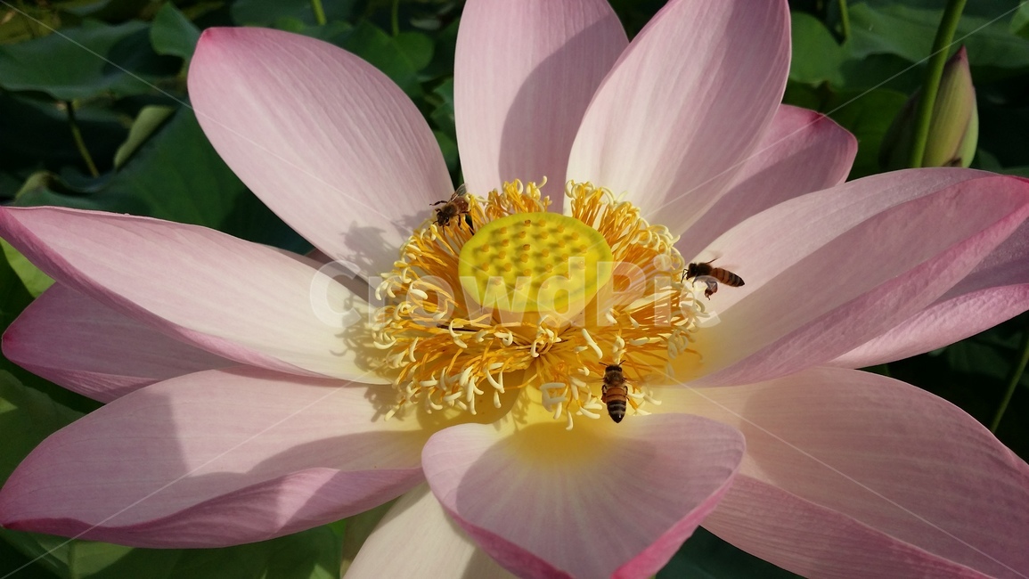 꽃,연꽃,관곡지,불교,여름,식물,자연,plants,nature,꽃,flower,동물,animal,곤충,벌레,insect,bug