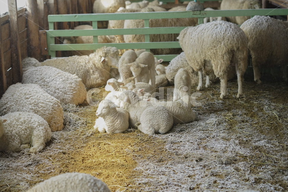 양,새끼양,양떼목장,대관령,평창,동물,animal,포유류,mammal,산업,industry,industrial,목축업,목장,livestock farming,ranching,pasture