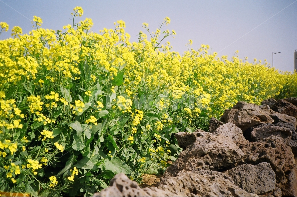 제주도,유채꽃,꽃,돌담,필름카메라,jejuisland,jeju,rapeflower,flower,basalt,stonewall,filmcamera