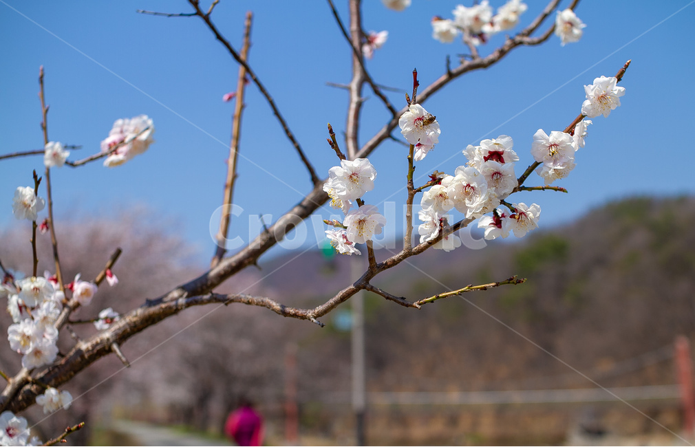 파란하늘,진천벛꽃,휴일,봄꽃,3월