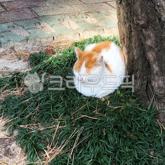 cat,animal,baking bread