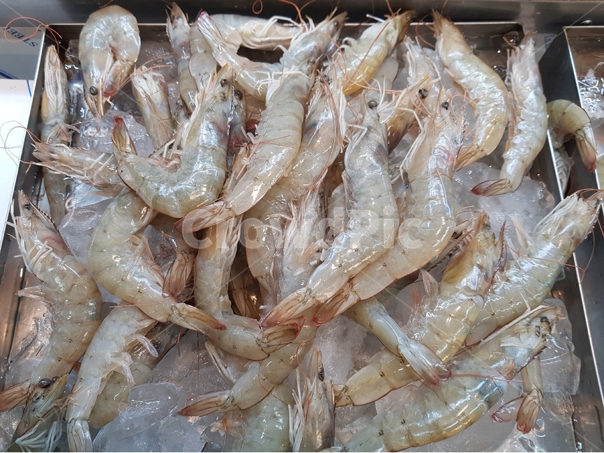 새우,해산물,얼음,대하,수산물,생선,음식,식재료,수산시장,시장,재료,시장,마트,마켓,market,mart,market place,음식,식재료,요리,food,cook,meal,dishes,food reserves,수산물,해산물,fishery products,seafood