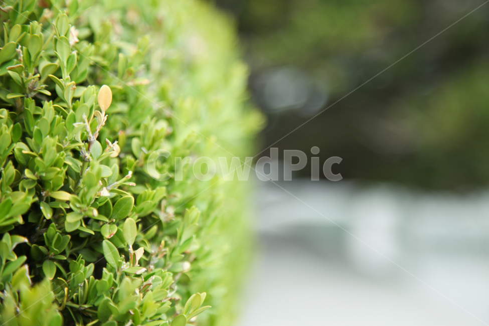 잔디,풀,초록,푸른,감성,이쁜,아웃포커스,식물,자연,plants,nature