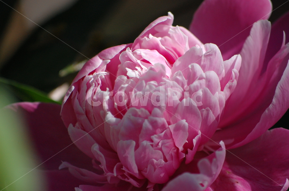 작약,한송이,꽃,꽃송이,분홍,핑크,근접,식물,자연,plants,nature,꽃,flower