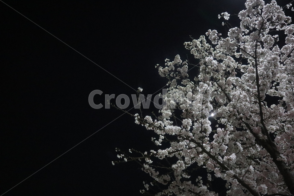 날씨,따뜻함,벚꽃,자연,나무,plant,식물,blossom,flower,꽃,저녁,야경,밤,봄