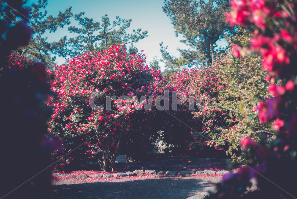 plant,식물,blossom,flower,꽃,식물,자연,plants,nature,꽃,flower
