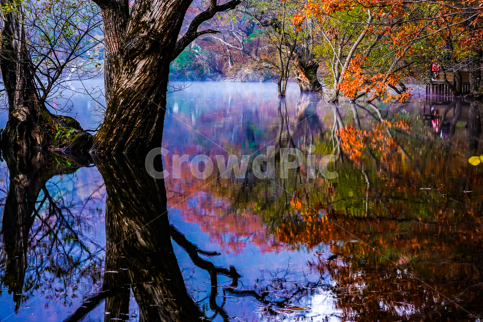 tree,나무,나무줄기,water,반영,고목,안개,단풍,가을,저수지,물,주산지,청송군,가을,계절,fall,autumn,season,자연,풍경,nature,landscape