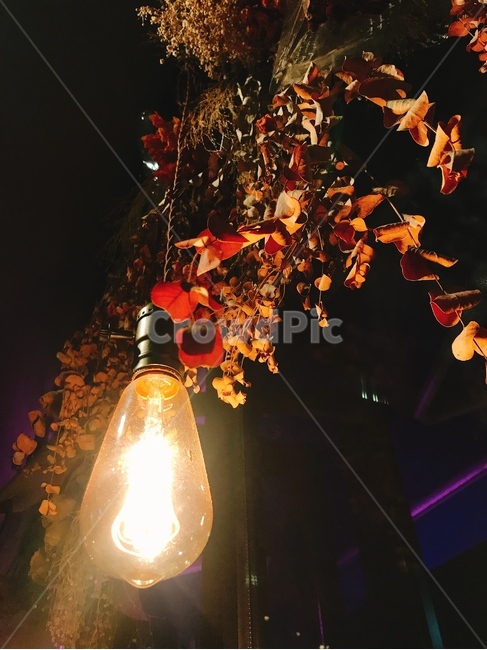 조명,감성,분위기,낙엽,감성사진,야경,밤,풍경,nightscape,night,landscape,light,빛
